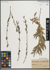Foto von Salix purpurea L.